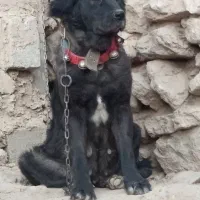 لاسه .ماده قدرجونی .