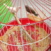 عروس هلندی .یه جفت فنچ .یه جفت مرغ عشق