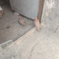 جفت زردکرمانی پلاکی