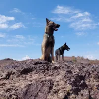 سگ باهوش مالینویز نر تربیت شده