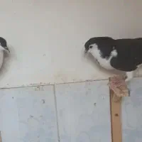 انگشتر جوجه کبوتر ساده پرنده