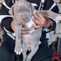 توله امریکن پیتبول اصل