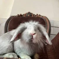 تعدادی خرگوش لوپ اصیل|موش و خرگوش|خمینی‌شهر, |دیوار