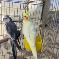 یک جفت عروس هلندی مولد