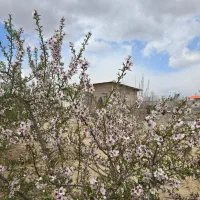 باغ یک میلیارد زیر قیمت فروش فوری