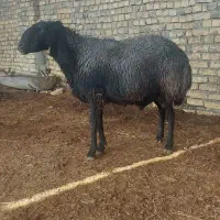 قوچ ۳ساله