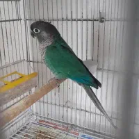 پرنده طوطی گرینویچک تراکوسیس|پرنده|قشم, |دیوار