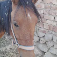 اسب مادیان دره شوری|اسب و تجهیزات اسب‌سواری|سیدان, |دیوار