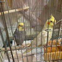 عروس هلندی جفت|پرنده|قرچک, شهرک گلها|دیوار
