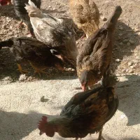 ۱۱ عدد جوجه