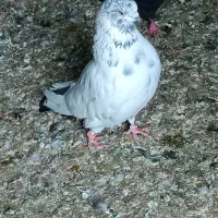 کبوتر