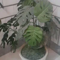 گلدان برگ انجیری مصنوعی