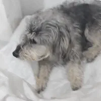 سگ پیدا شده