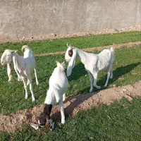 بز گلابی پاکستانی و بزغاله گلابی|حیوانات مزرعه|اصفهان, رهنان|دیوار