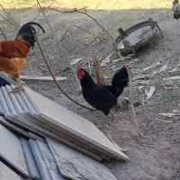 مرغ خروس محلی|حیوانات مزرعه|کرمان, |دیوار