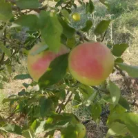 رسیدگی به باغات