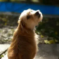 سگ گم شده.|سگ|تهران, الهیه|دیوار