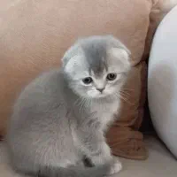 اسکاتیش سیلور|گربه|کرج, گلشهر|دیوار