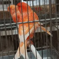 تعدادی رد فکتور و مزایکی تیب یک اورجینال|پرنده|قزوین, |دیوار