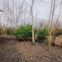 فروش-زمین-مسکونی-228-متری-با-نامه-بنیاد