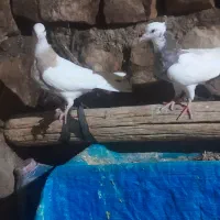 کبوتر طوقی