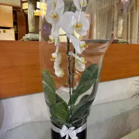 گل ارکیده سفید