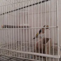 سهره دوسال قفس|پرنده|سنندج, |دیوار