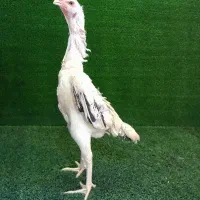 مرغ لاری اوشامو (اوساکائی)