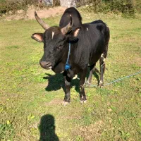 ورزاکوله خوشگل|حیوانات مزرعه|سنگر, |دیوار