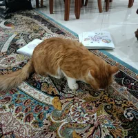 گربه خونگی|گربه|شیراز, خلیلی|دیوار