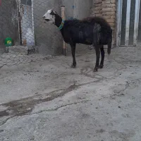 گوسفند میش قوچ