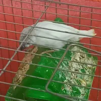 فنچ دستی|پرنده|سیرجان, |دیوار