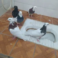 پنج پرنده تمیزوسالم|پرنده|طبس, |دیوار