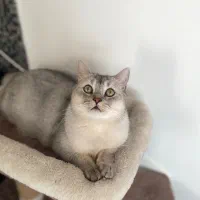 واگذاری دو‌گربه برادر عقیم شده