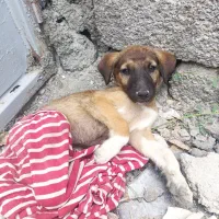 توله سگ نژاد ژرمن دو رگه