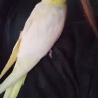 عروس هلندی گمشده