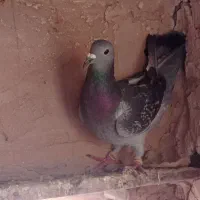 کفتر|پرنده|سبزوار, قصبه شرقی|دیوار