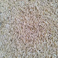 عرضه بذرهای اصلاح شده گندم و جو آبی و دیم|عمده‌فروشی|کبودرآهنگ, |دیوار