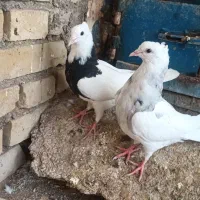 طوقی جوان|پرنده|کرخه, |دیوار