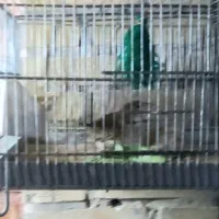 سهره عروس قناری گلدین گرینچیک معاوضه