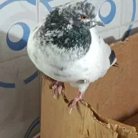 کبوتر فروشی