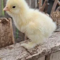 جوجه برهما ۱۰ روزه