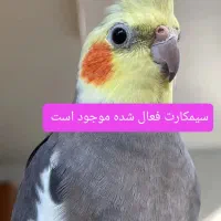عروس گم شده با مژدگانی