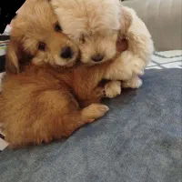 سگ پامر خرسی