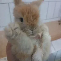 فروش فوری خرگوش لوپ اصل|موش و خرگوش|فولادشهر, B4|دیوار