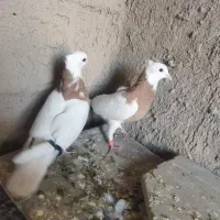 کبوتر طوق زرد|پرنده|شیراز, وزیرآباد|دیوار