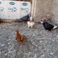 کبوتر گرفتنی|پرنده|قزوین, |دیوار