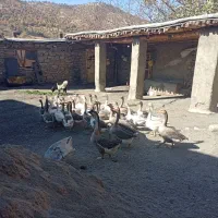 قاز و قوقاز|حیوانات مزرعه|بانه, |دیوار