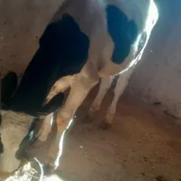 گوساله نره هلشتای سرحال|حیوانات مزرعه|نورآباد, |دیوار