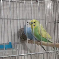 مرغ عشق رنگ خاص با جوجه